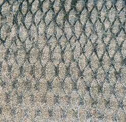 Selbstklebende Küchenrückwand Fischschuppen – Nahaufnahme